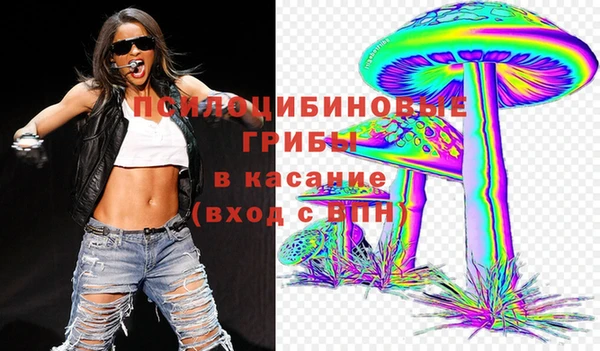 сатива Новокубанск